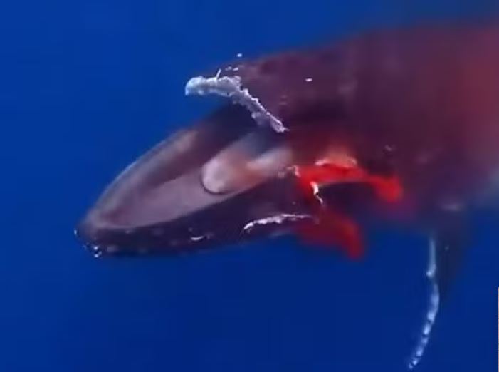 Baleia jubarte morre afogada após colisão brutal com balsa