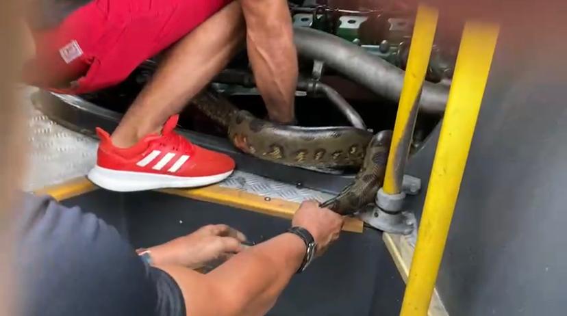 Vídeo: Cobra é encontrada dentro de ônibus em Manaus 