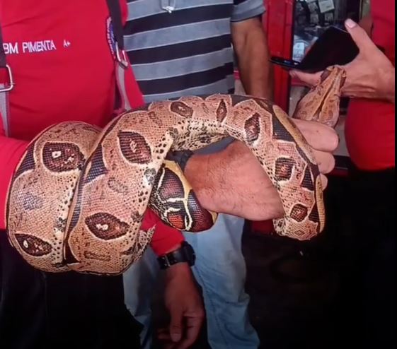 Vídeo: Motorista se assusta ao encontrar cobra escondida no motor de carro em Manaus 