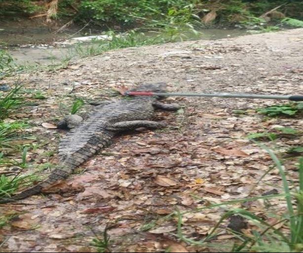 Jacaré surge em balneário e assusta funcionários na Av. Efigênio Sales 