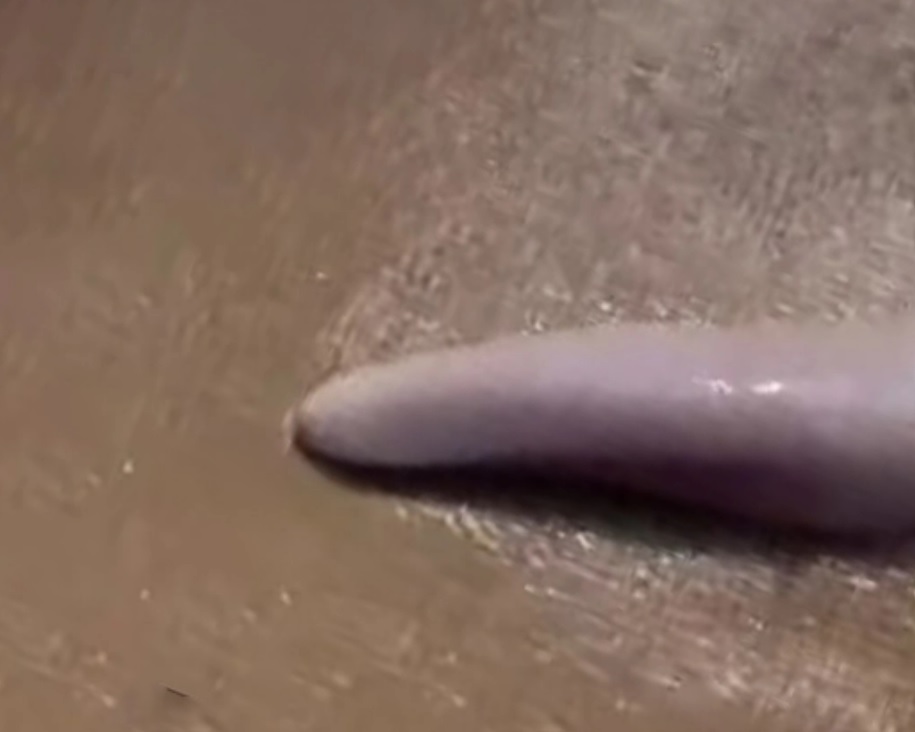 Mulher encontra 'criatura' bizarra em praia e animal misterioso pode ser um pênis
