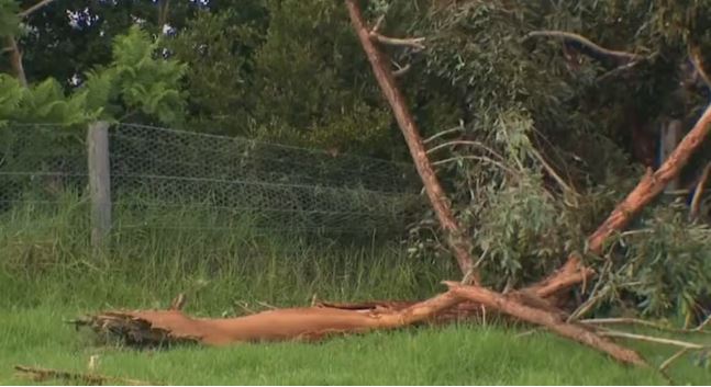 Mulher morre atingida por estilhaços de árvore após raio