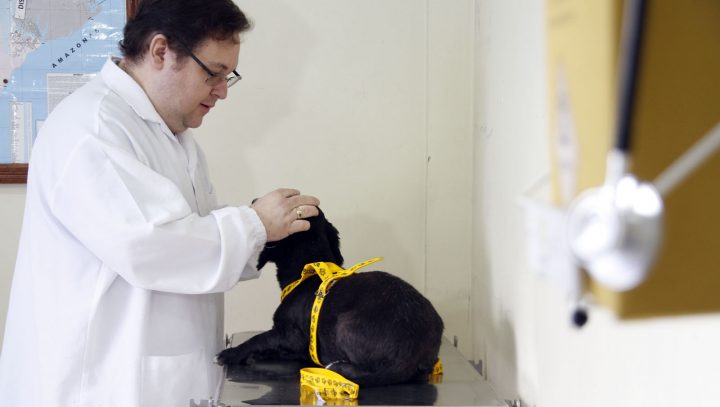 Calendário para agendamento de castração de cães e gatos é divulgado em Manaus