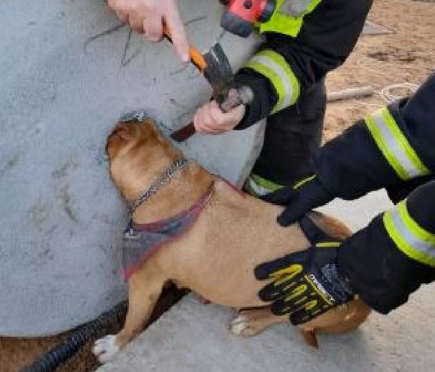 Pitbull fica com a cabeça presa em buraco no concreto durante brincadeira