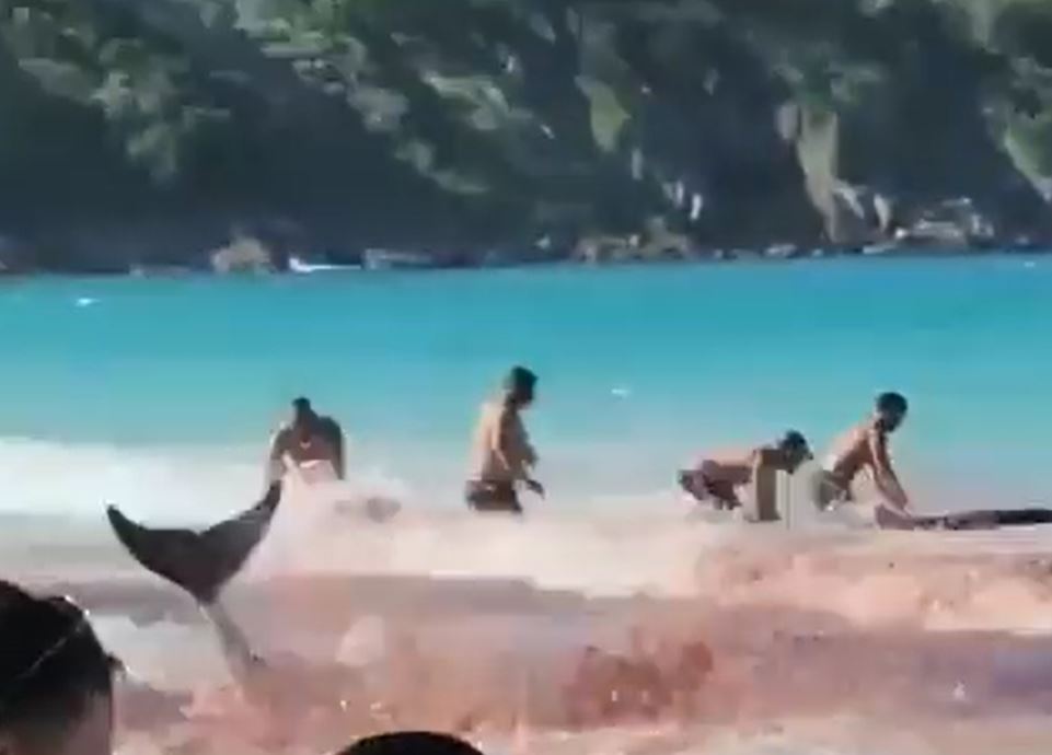 Vídeo: Banhistas entram em desespero ao confundirem baleias com ataque de tubarões