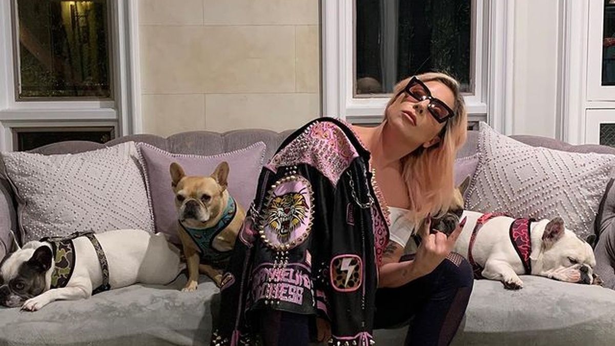 Vídeo: sob tiros, cachorros de Lady Gaga são sequestrados por bandido