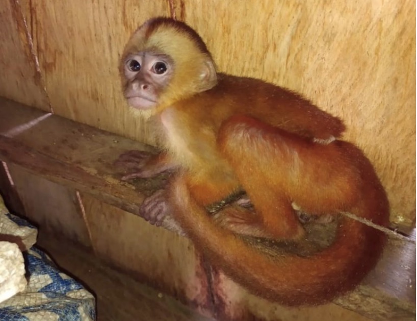 Animais silvestres são apreendidos em cativeiro no Amazonas