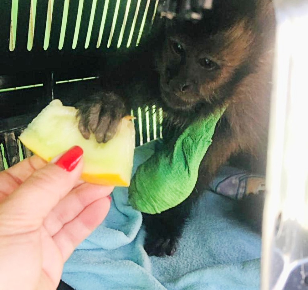 Macaco é resgatado com lata de azeite presa ao braço; Sofreu ferimentos graves