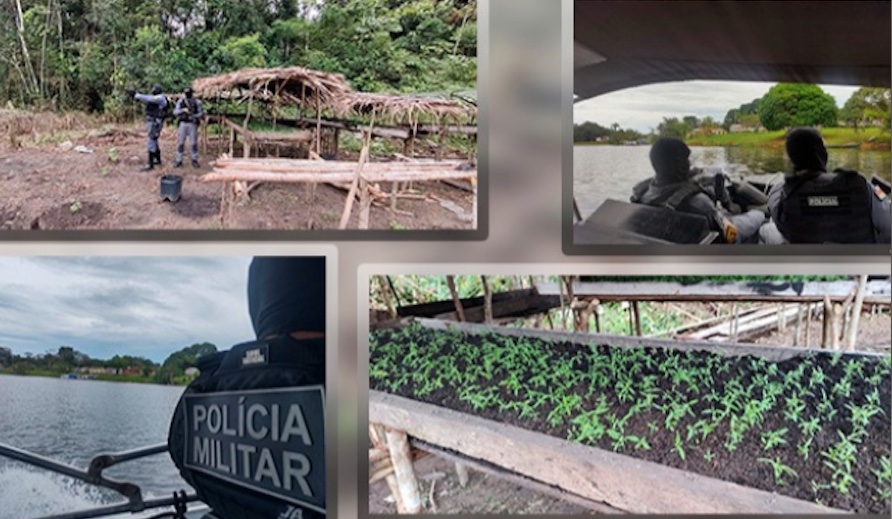 Polícia recebe denúncia de furto de gado e encontra mais de 4 mil pés de maconha em terreno no Amazonas