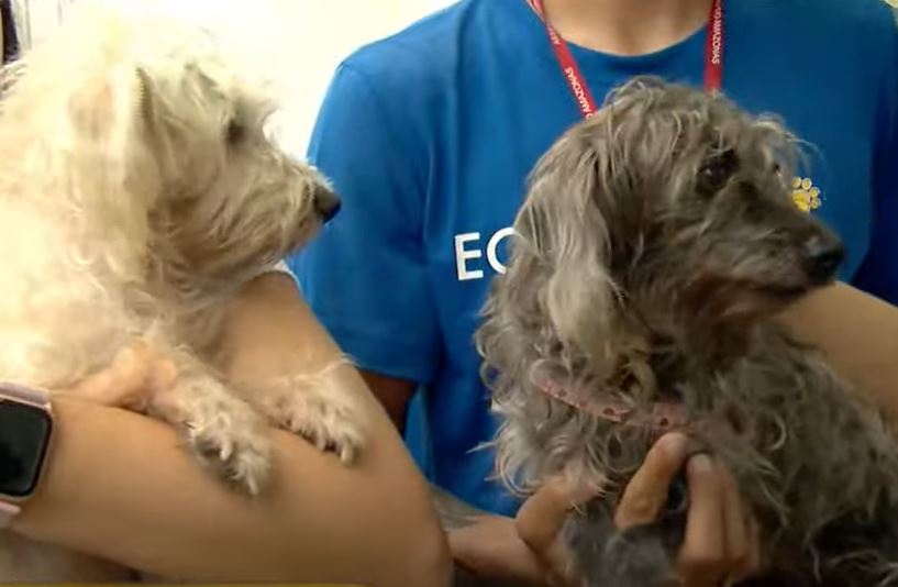 Homem é indiciado por estuprar cadela em Manaus e divulgar vídeo do crime 