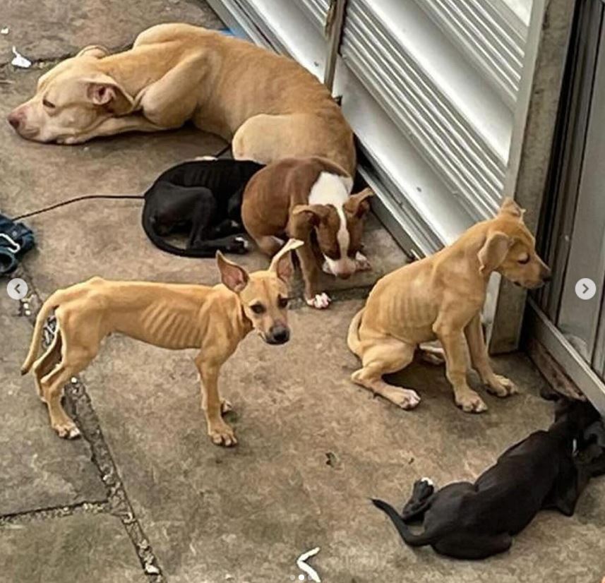 Desnutridos, cachorros são resgatados após serem abandonados por tutores no Aleixo