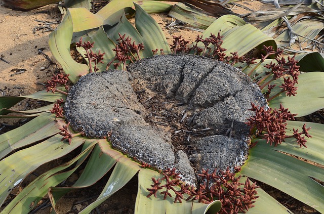 Welwitschia: Revelado o segredo de planta 'imortal'
