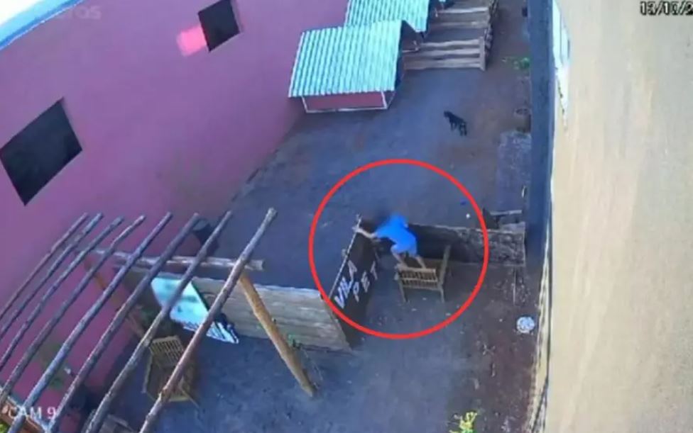 Criança de 9 anos invade hospital veterinário e mata 23 animais