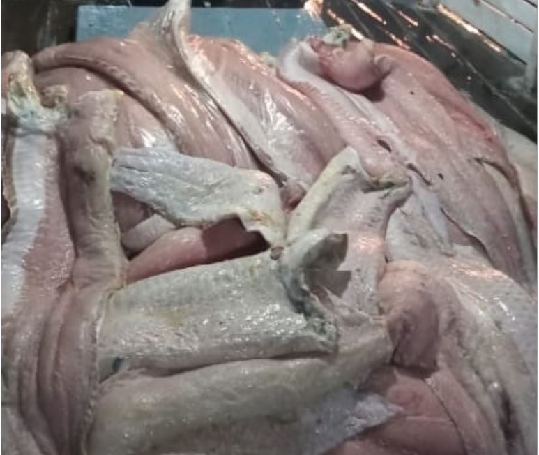 Carga de quase 1 tonelada de pirarucu é apreendida em Manaus