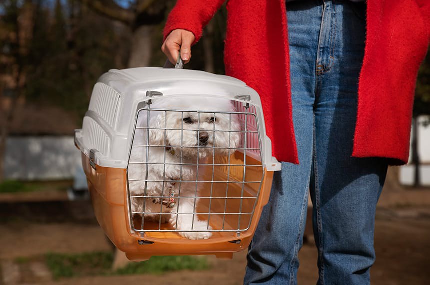 Senado debate projetos para transporte seguro de animais domésticos