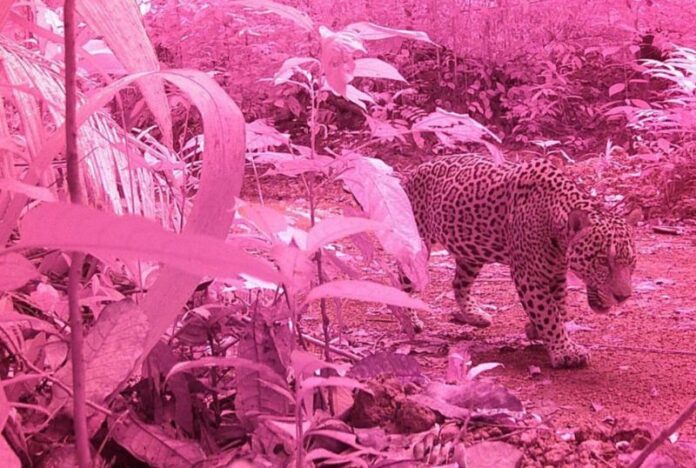 Vídeo: Onça é flagrada passeando em cachoeira de Presidente Figueiredo