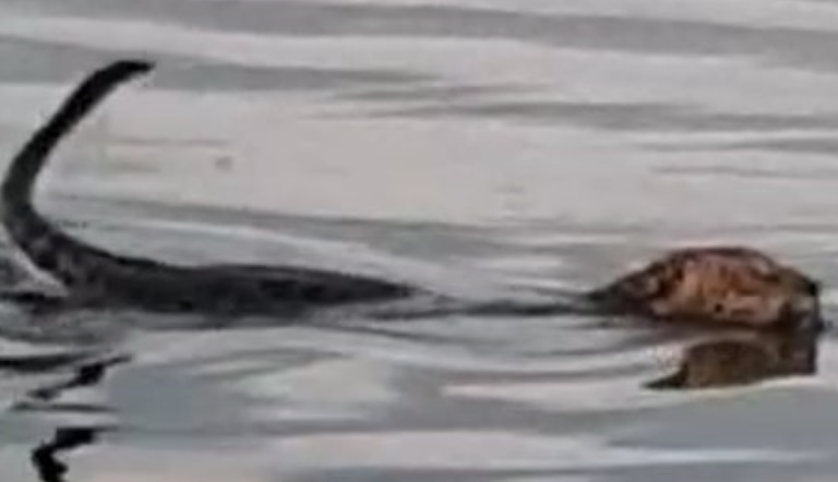 Vídeo mostra onça nadando em rio no interior do Amazonas