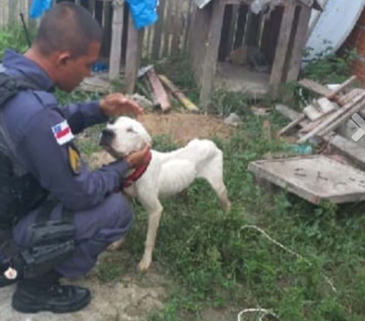 Amarrado com cabo de aço, Pitbull morre e outro é resgatado no Amazonas