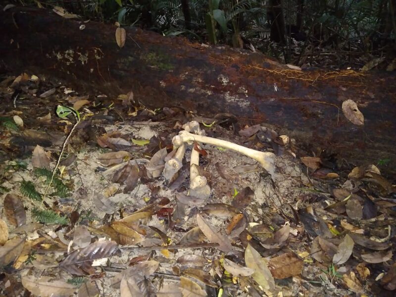 Ossada humana é encontrada em ramal no Amazonas 