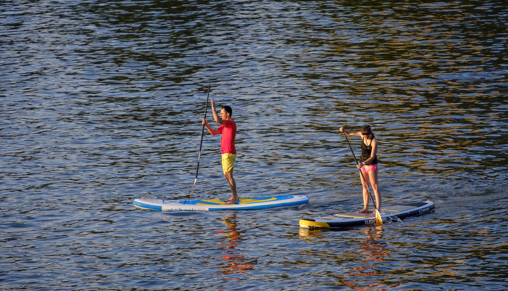 Tubarão-elefante bizarro invade aula de stand-up paddle; confira o vídeo