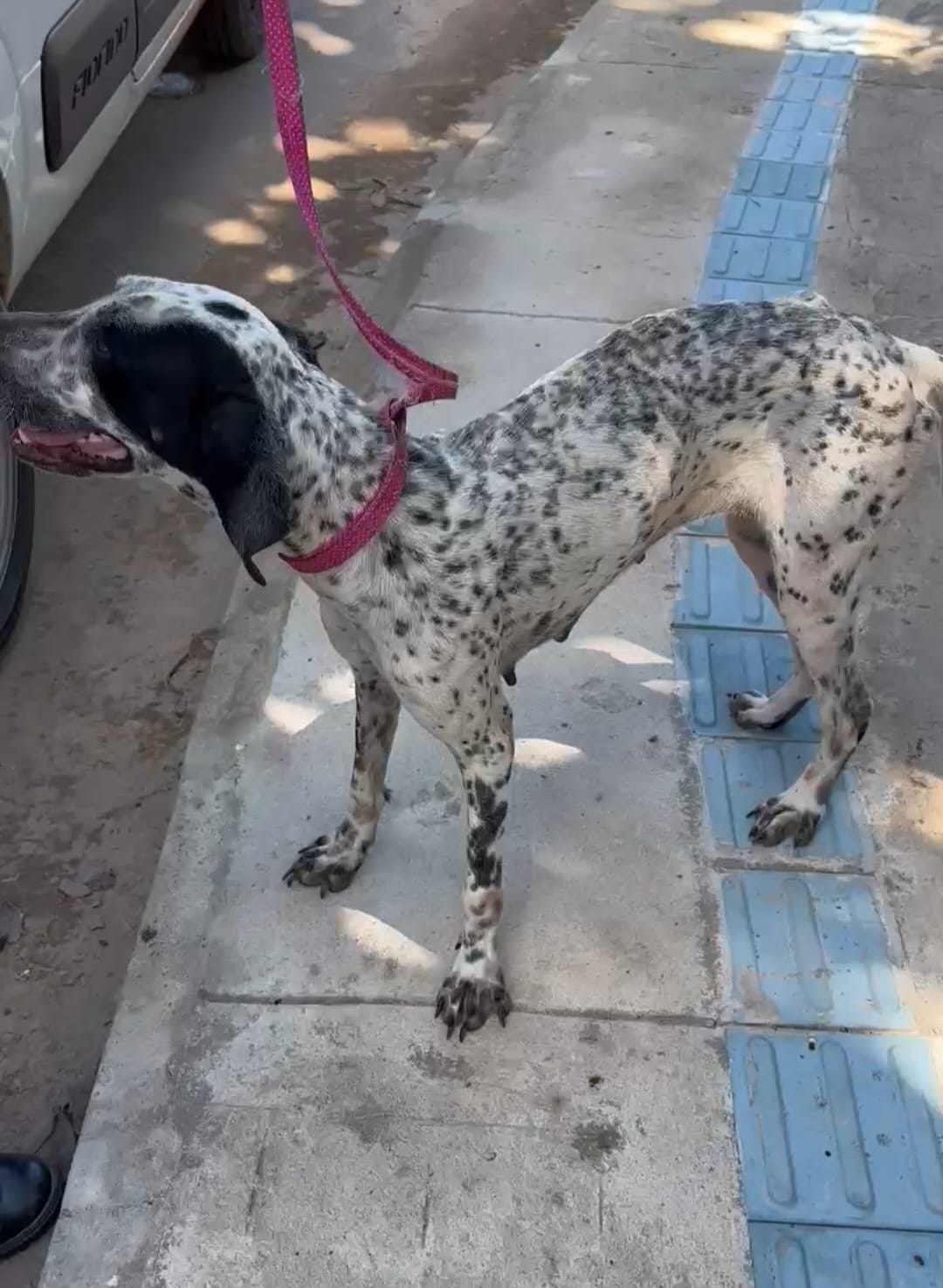 Homem é preso por manter cadela acorrentada e desnutrida em sítio em Iranduba