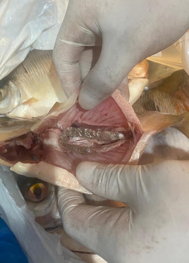 Dupla acaba presa ao tentar enviar drogas dentro de peixes para detento em Barcelos