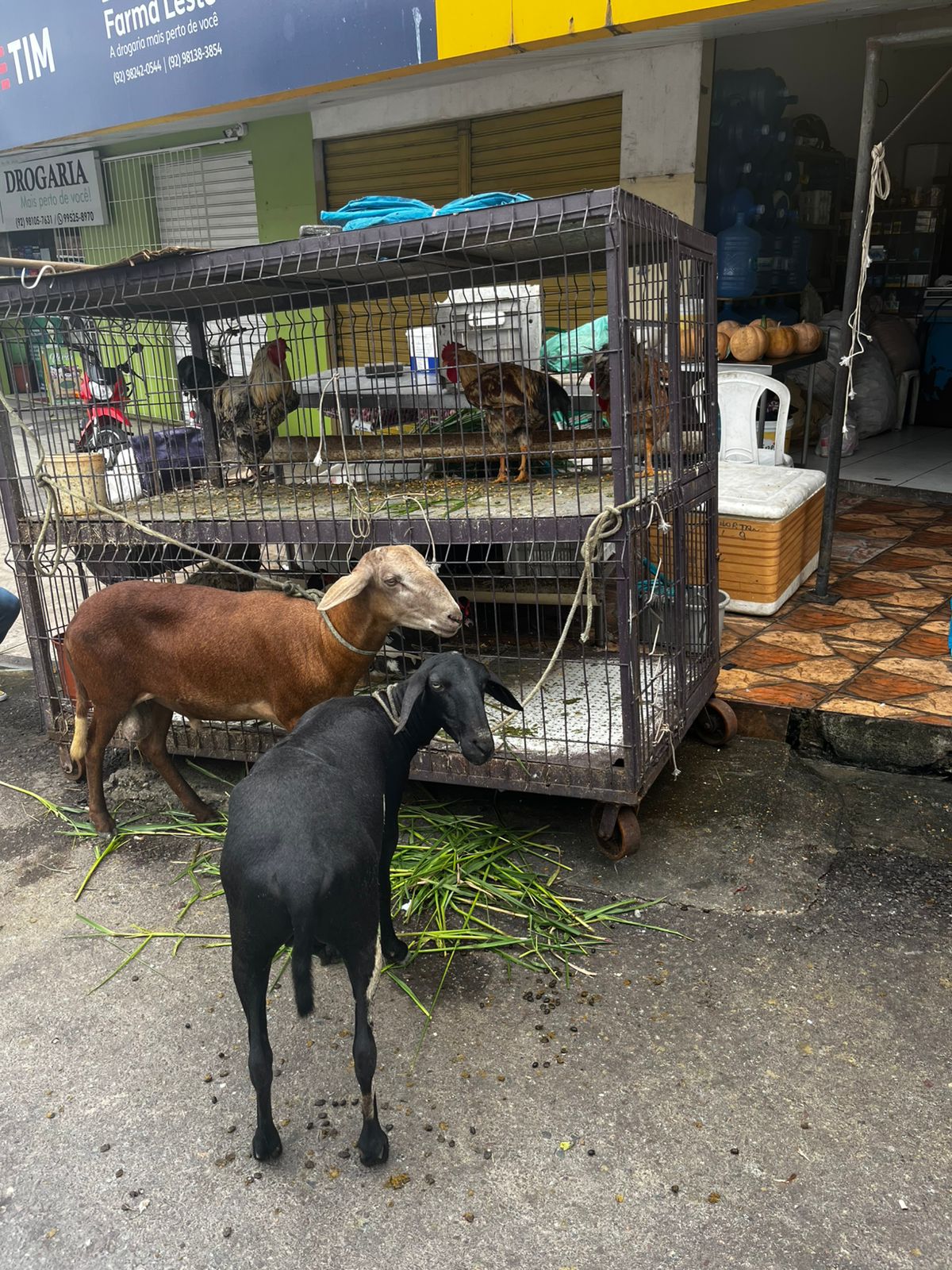 Dona de frigorífico interditado na Zona Leste vai responder por maus-tratos a animais