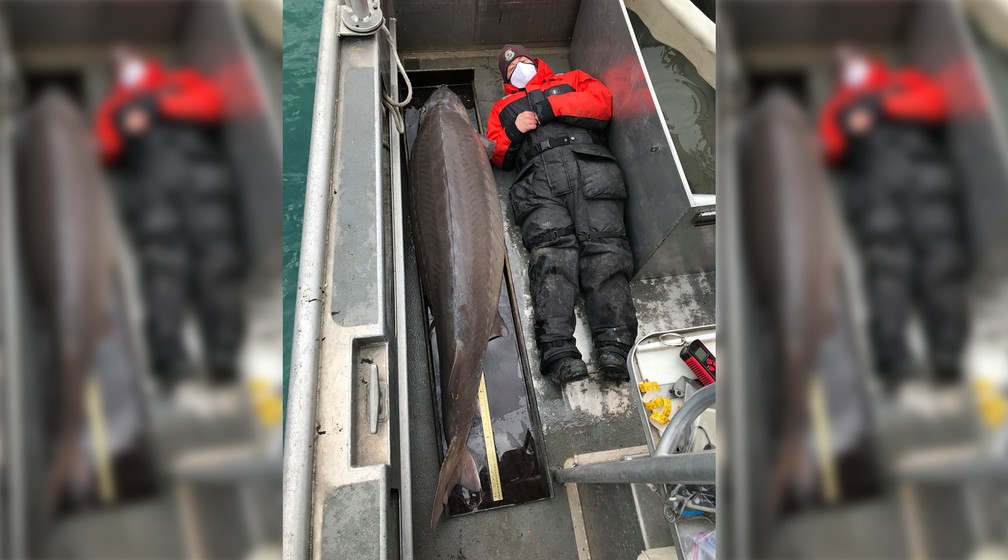 'Monstro do Rio' de 109 kg é encontrado em lago dos Estados Unidos