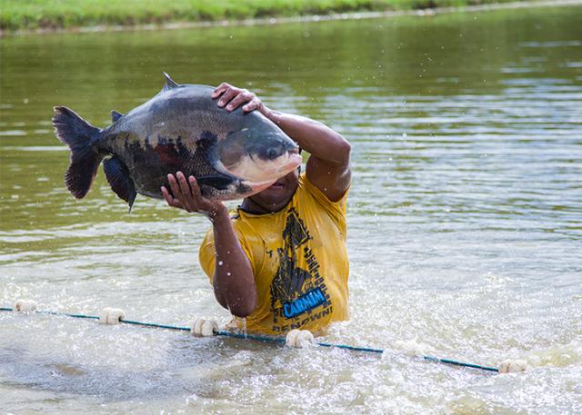 Duas pessoas se contaminam com rabdomiólise após comer tambaqui no Amazonas