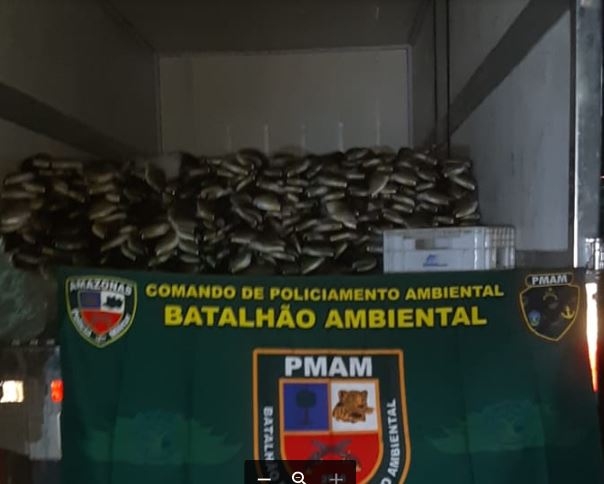 6 toneladas de peixe em período de defeso são apreendidas em caminhão de Manaus