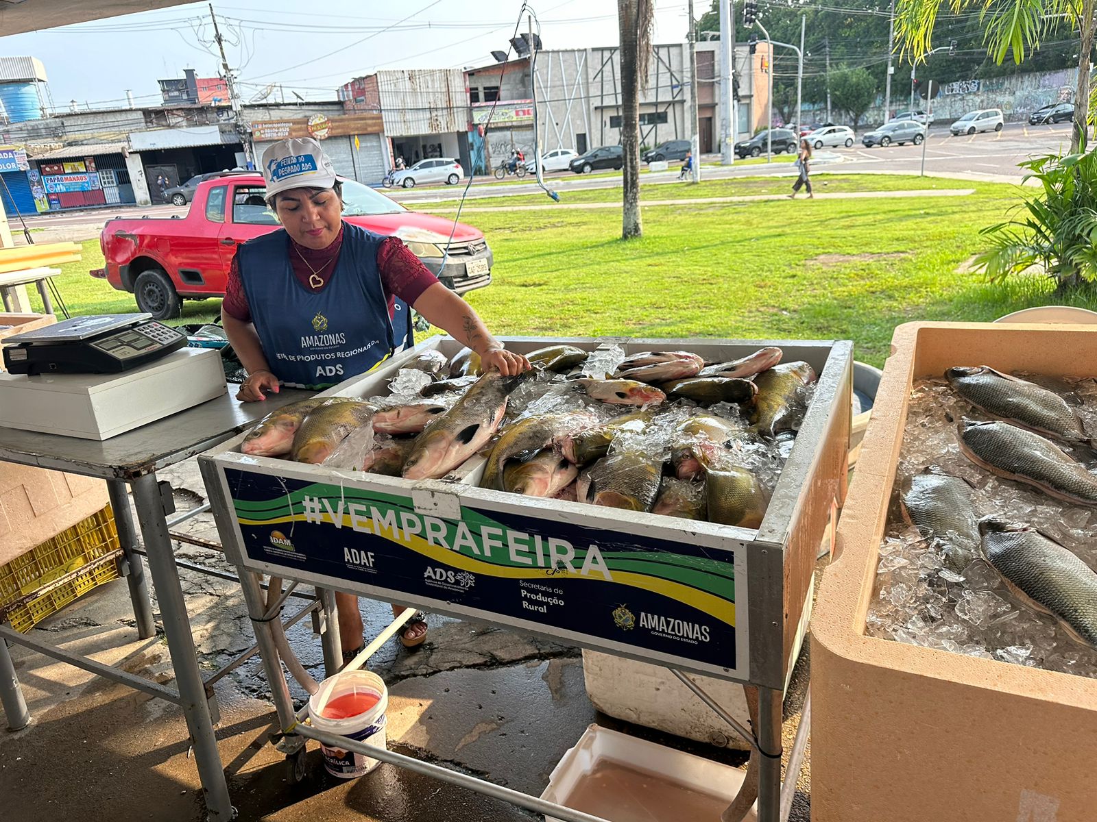 Saiba onde comprar peixe barato nos Feirões do Pescado em Manaus 