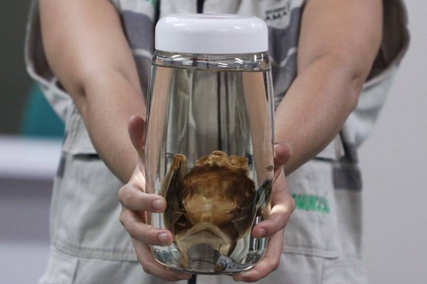 Vítimas de ataque de morcegos receberam tratamento antirrábico no Amazonas