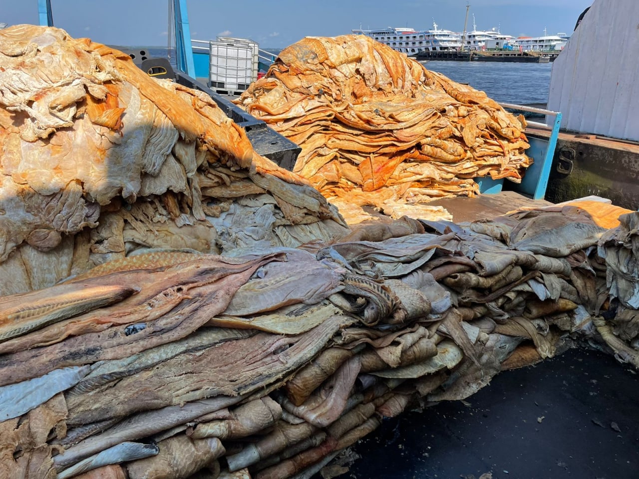 Polícia doa 20 toneladas de pescado e carne de jacaré para entidades assistenciais de Manaus