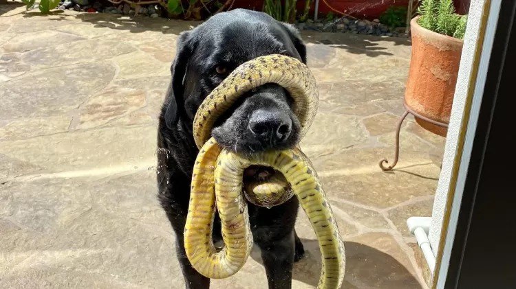 Cachorro fica com cobra enrolada no focinho e é salvo por caçador; vídeo