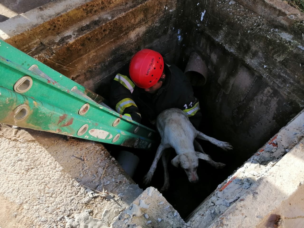 Cachorro despenca em bueiro e é resgatado por bombeiros no Amazonas