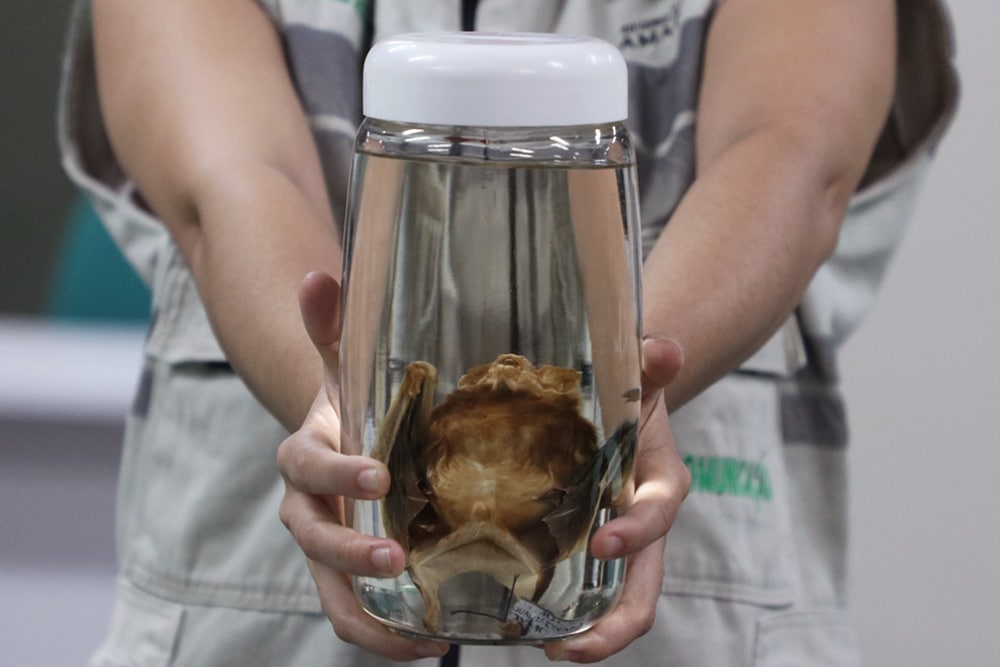 Cerca de 20 casos de ataques de morcegos são registrados em Coari, no Amazonas