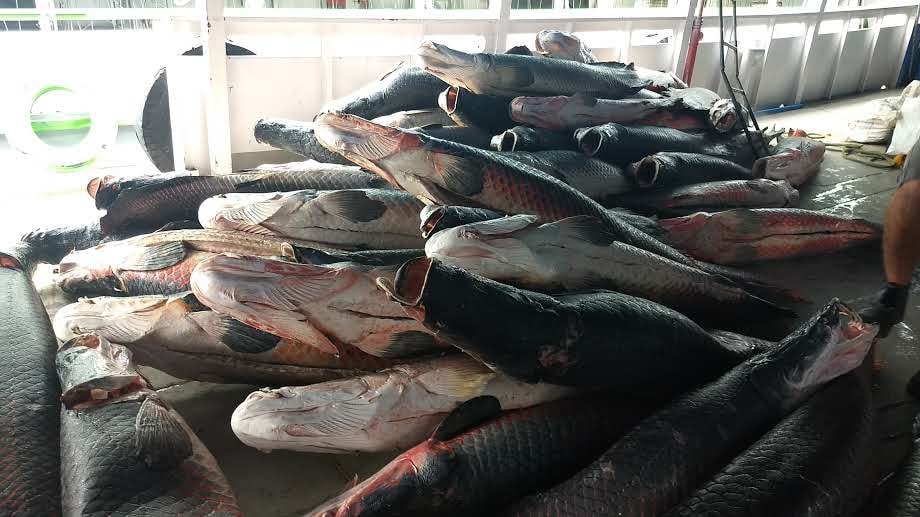 Cerca de 35 toneladas de pescado apreendido foram doadas a entidades de Manaus