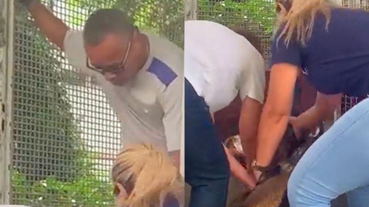 Biólogo é atacado por cobras enquanto trabalhava em serpentário, veja vídeo