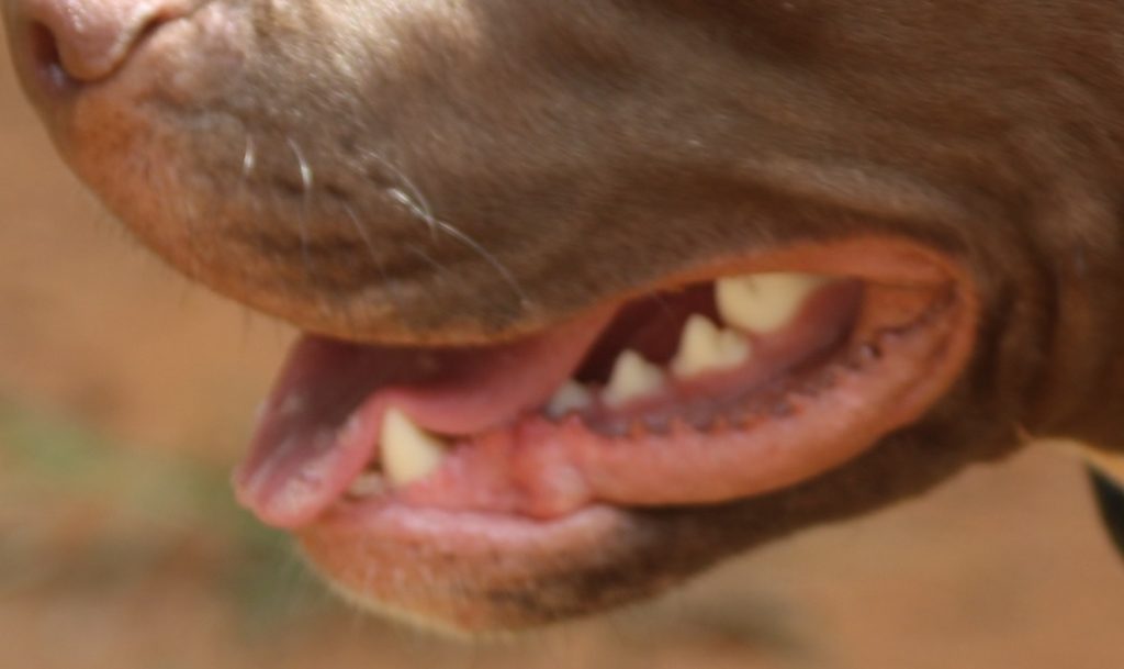 Homem mata esposa que não concordou em criar cão da raça pit bull