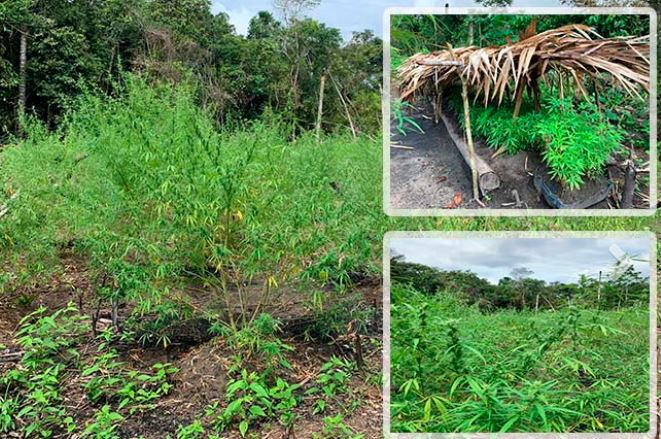 Polícia destrói acampamento de traficantes e plantação de maconha no Amazonas
