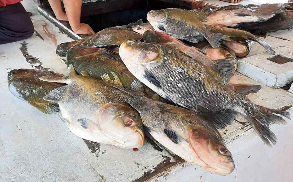 Polícia apreende 619 kg de pescado ilegal em Beruri, no Amazonas