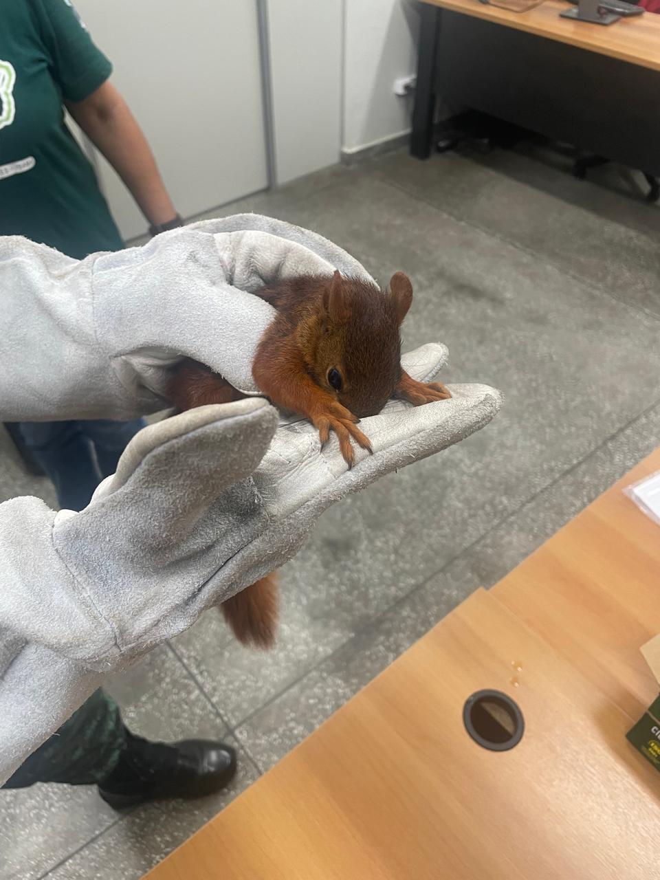 Esquilo machucado é resgatado na rodovia AM-070 