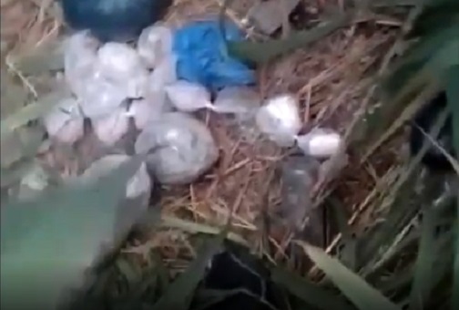 Casal é preso com mais de mil trouxinhas de drogas em área de mata em Manaus