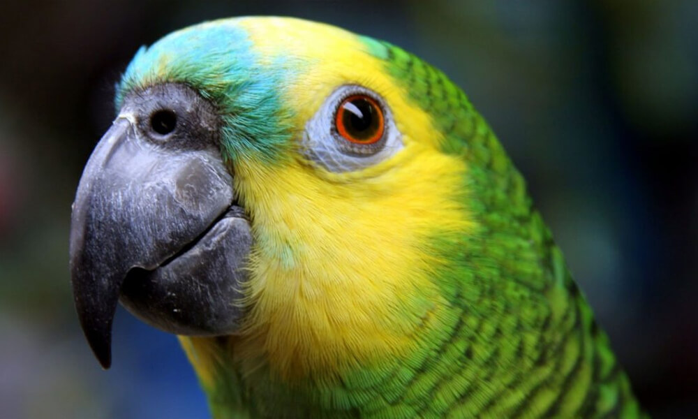 Papagaio deixa testemunhas de Jeová ‘plantadas’ por meia hora em porta: ‘já vou'; vídeo