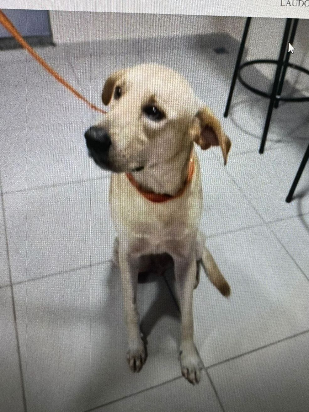 Homem é preso por matar cachorro a facadas no Lírio do Vale
