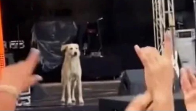 Cachorro é ovacionado ao invadir palco do Rock in Rio; veja vídeo