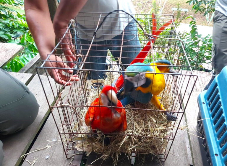 Hotel é multado em mais de R$ 230 mil por usar animais silvestres como atração turística no Amazonas