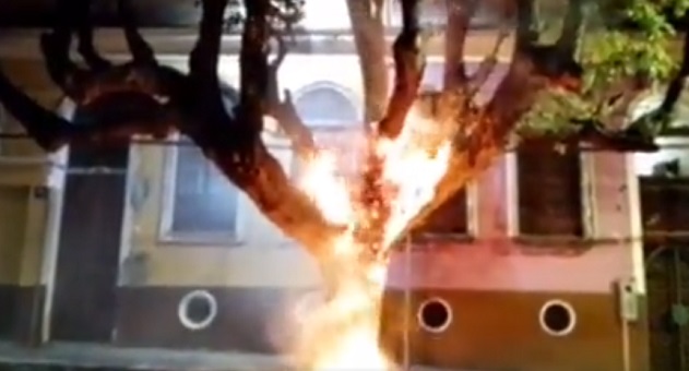 Mulher é suspeita de atear fogo em árvore no Centro de Manaus