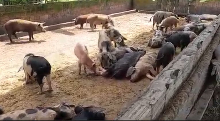 Criador é multado em quase R$ 500 mil por maus-tratos a 104 porcos e 6 animais silvestres na BR-174