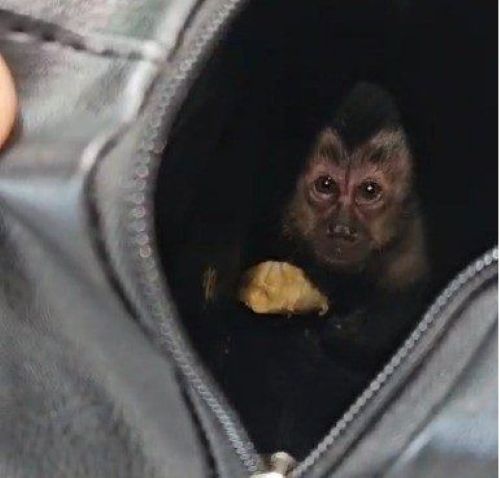 Filhote de macaco-prego é resgatado no Parque Nacional da Tijuca